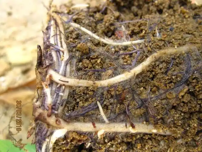 [香蕉]线虫危害还是生理性病害?--香蕉