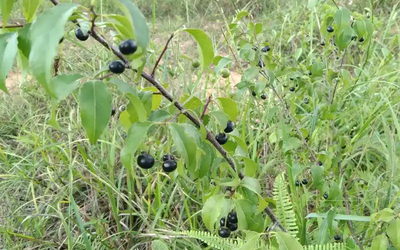 苦梅根结籽成熟时候,苦梅根清热解毒煲水冲凉也可以_哔哩哔哩 (゜-゜)