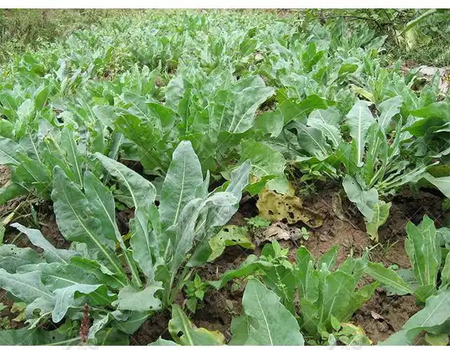 机电之家网 产品信息 农业 农作物种子,种苗 >板蓝根种子  种植条件