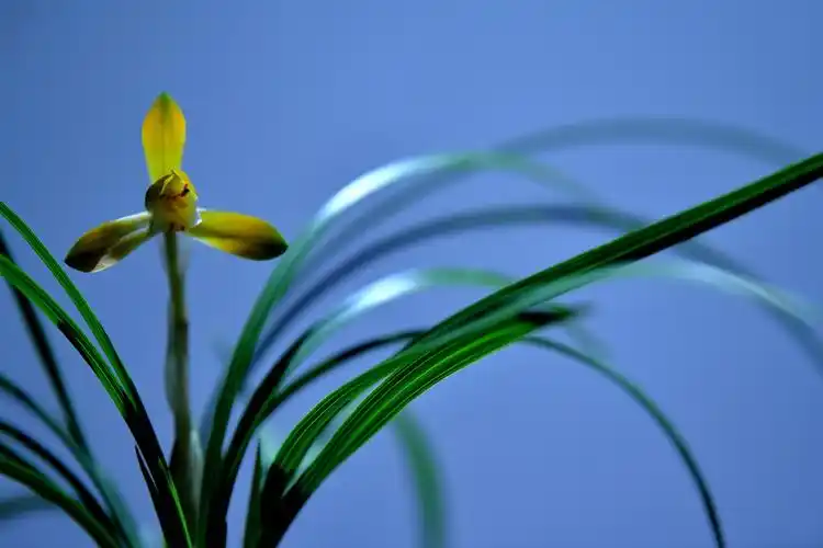 花中君子——兰花