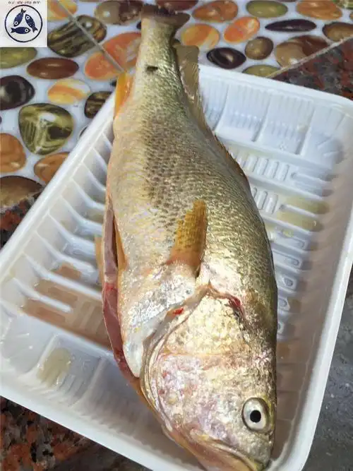 花鱼新鲜大黄鱼海鲜鲜活鱼金龙鱼原生态野生海鱼水产鱼类500g