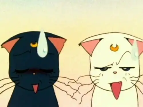 美少女战士两只猫咪的无奈o╯╰o