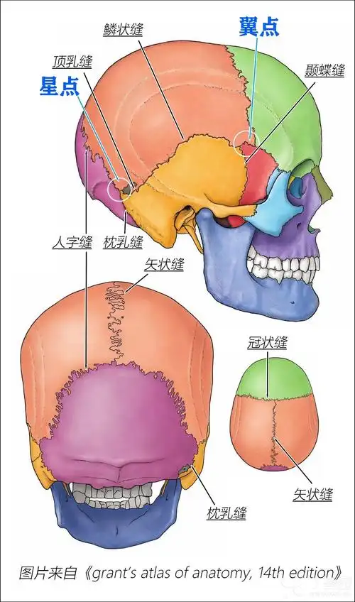 颅骨的界限和颅缝学习