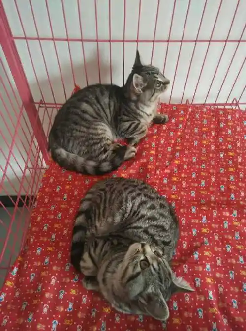 出售自家猫咪 美短串串