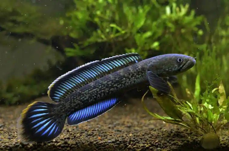 蓝宝石雷龙成长历程 - 雷龙斗鱼 - cta南美水族