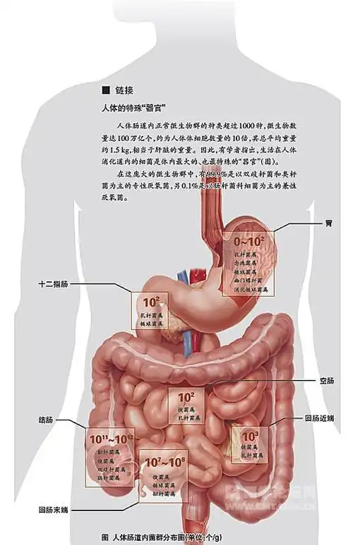 肠道微生态与人体健康