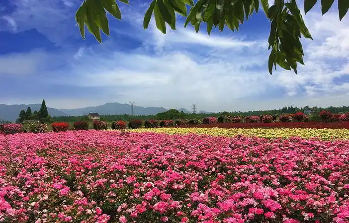 5月12日周六 醉美新沙岛 百花齐放 百色争艳 摄影 亲子单日游(特价60