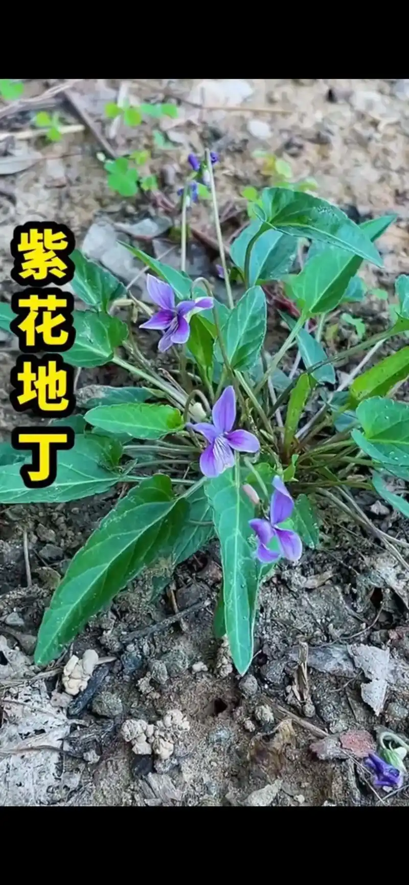 紫花地丁你认识吗?带你涨知识了##中药本草 #野生药材 ## - 抖音