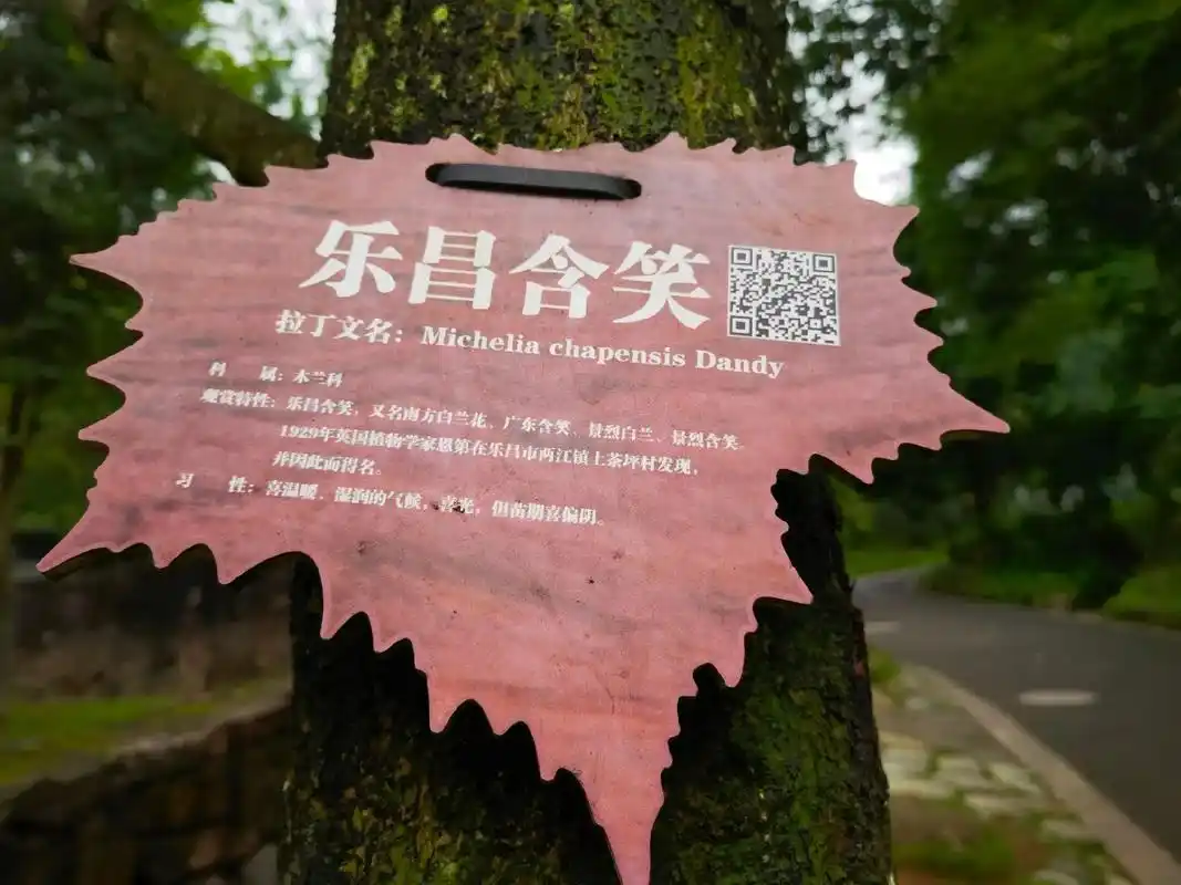 乐昌含笑.新认识树种,乐昌含笑 - 抖音