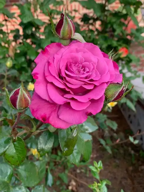 不同颜色的玫瑰花