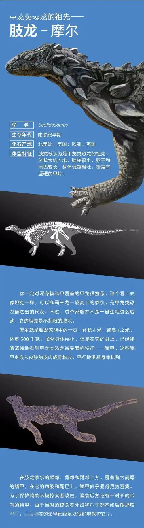 甲龙类恐龙的祖先肢龙摩尔