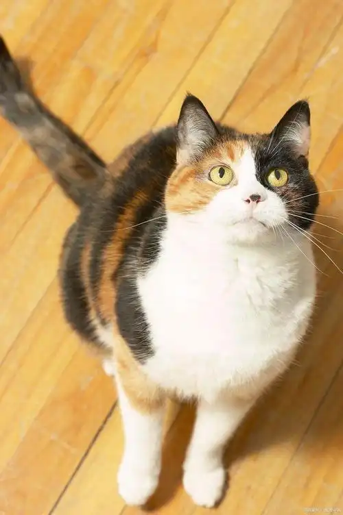 被人忽视的宝藏猫咪,揭秘九大中华田园猫:三花猫(上)