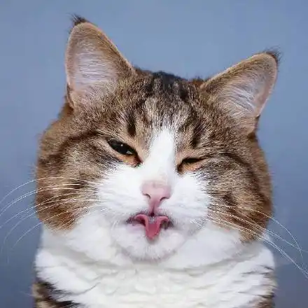 抿抿嘴 - 一波魔性喵星人表情包