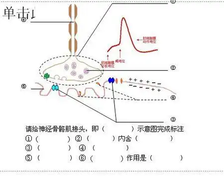 谁有"运动终板基本结构图"?急急急