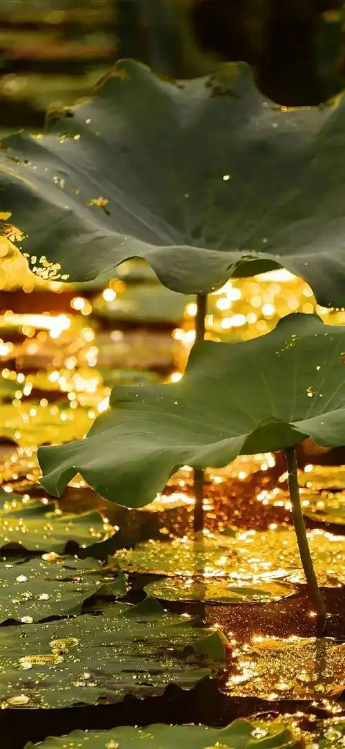 壁纸|iphone 高质感壁纸(8k高清)