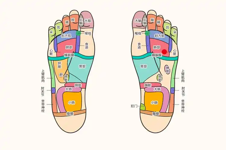 脚掌对应五脏六腑图