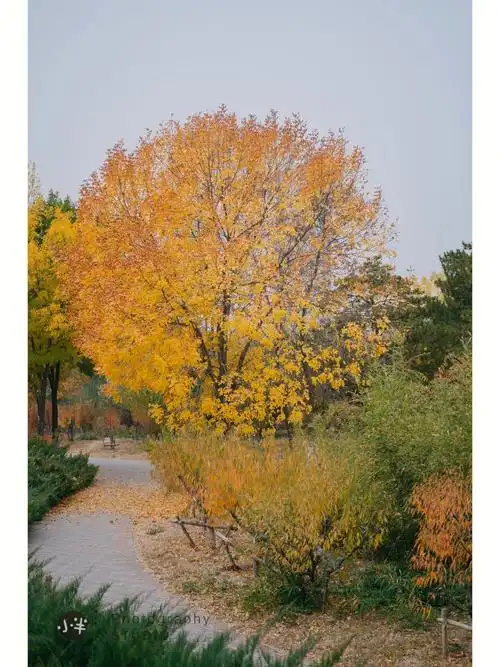 虽然没在奥森这颗街边公园的白蜡那么可爱