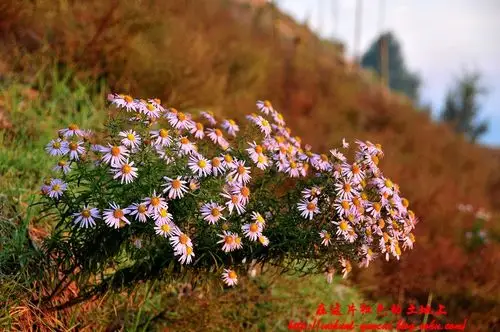 高原上的野菊花