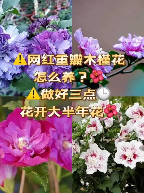 网红重瓣木槿花怎么养做好这5点开花大半年