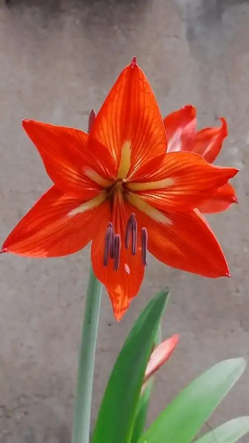 好花年年开,好运连连来