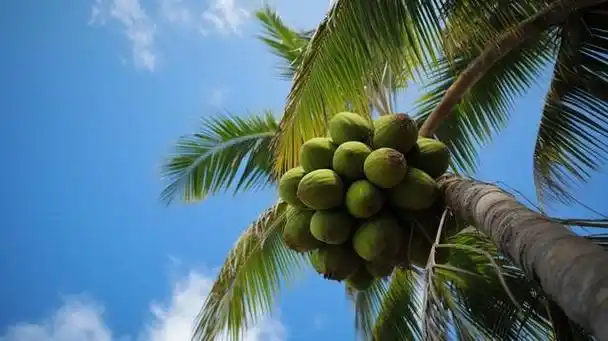 椰子是重要的热带油料作物和水果,用途广泛.