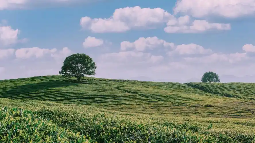 沈湖茶山,山上有颗树