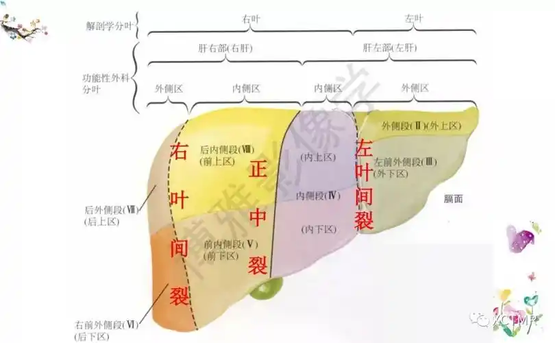 肝脏分叶分段的影像解剖