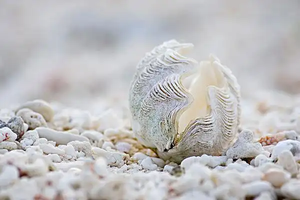 在沙滩上的蚌壳