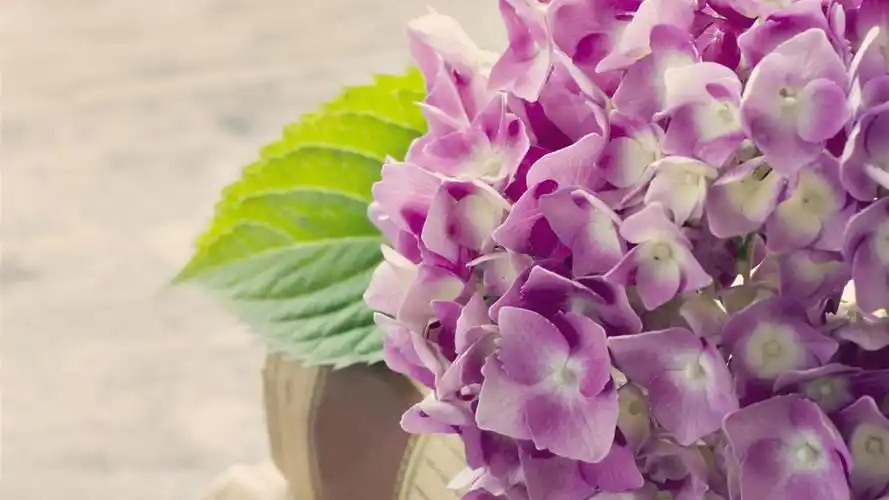 绣球花,粉红色的花,书 壁纸