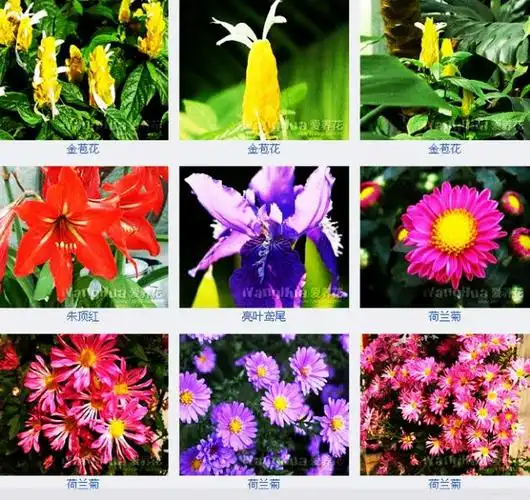每种花卉都标有花名