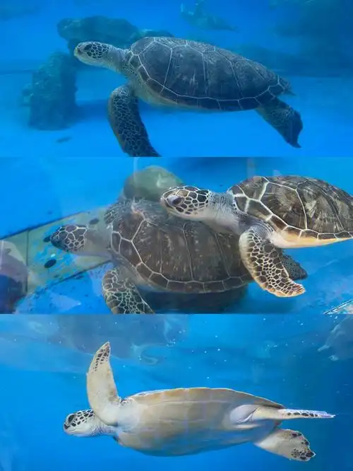 惠东海龟岛双月湾观景台情侣拍照91