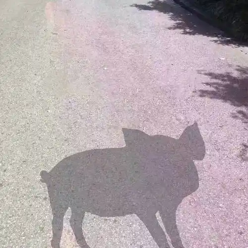 阳光下的你 猪 - 阳光下的我,阳光下的你_阳光下_影子_装逼表情