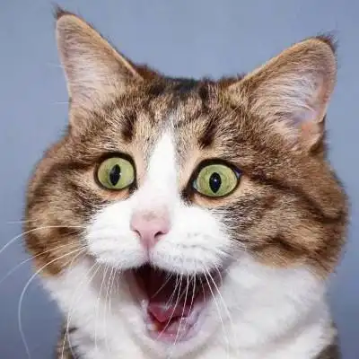 2023最火沙雕头像_搞笑头像_头像屋