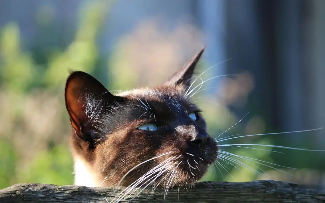 首页 桌面壁纸 动物壁纸 可爱暹罗猫图片高清摄影壁纸 上一张下一张