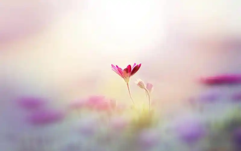 21句治愈人心的心灵鸡汤句子