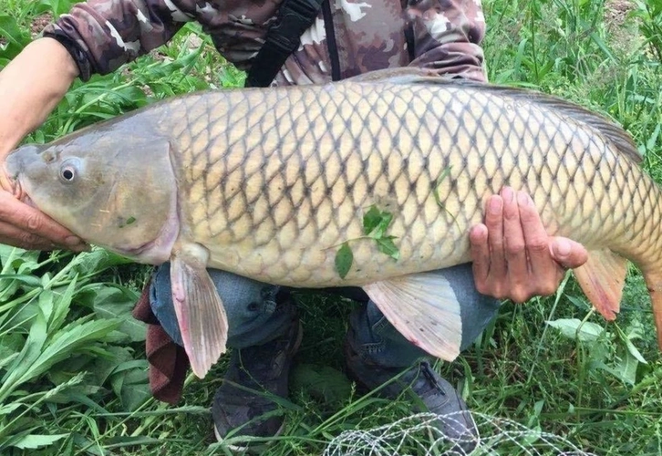 野生草鱼很难钓学会4个技巧2种钓法草鱼一条接一条