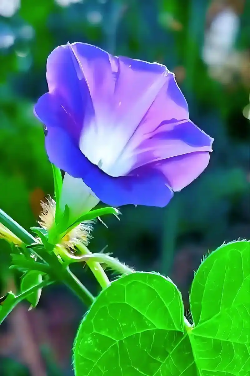 牵牛花."睡莲花开",昼开夜合;争芳吐艳的牵牛花,美艳动人, - 抖音