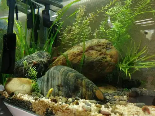 卵石景小缸 - 水草造景 - cta南美水族 - powered by discuz!