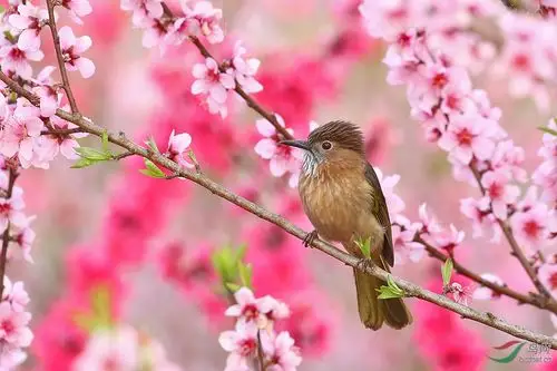 桃花小鸟