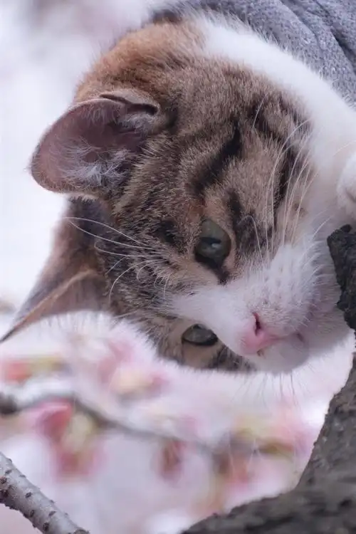 首页 动物与鸟 猫咪