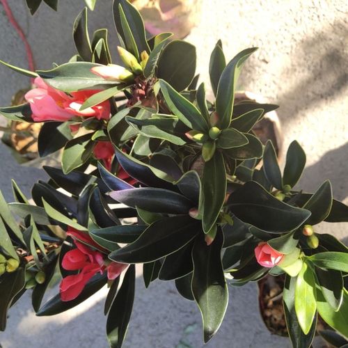 四季山茶花,木本植物,意活,见湿见干,好搭理,带土发货.