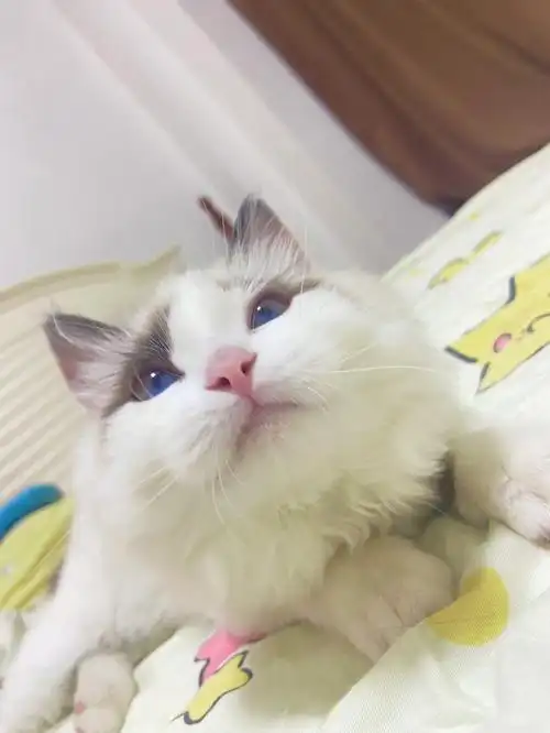 像不像你们女朋友撒娇时候求抱抱的样子?