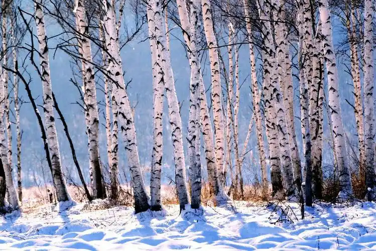 白桦林的故事 - 美篇