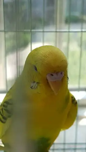 请问这两只云斑鹦鹉是雌的还是雄的?