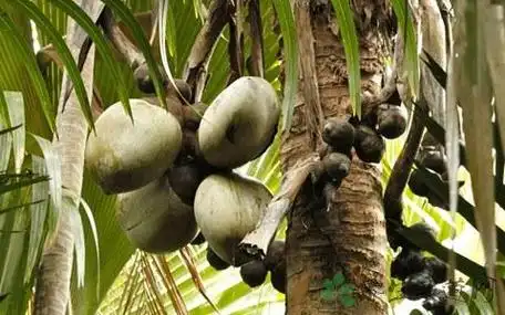 海底椰也是属于椰子的一种类型,这种椰肉是非常香甜,而且香味也比较鲜