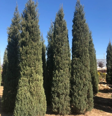 塔柏树 桧柏树 沈阳桧柏 桧柏球