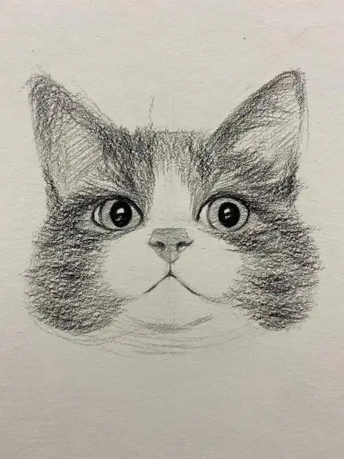 可爱素描小猫详细图文教程_素描入门_零二七艺考