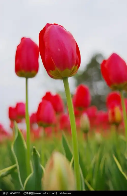 两朵相依的红色郁金香