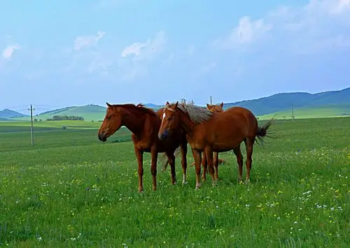 绿草成茵,植被五颜六色,多姿多彩,风景优美,是大草原的一颗璀璨的"