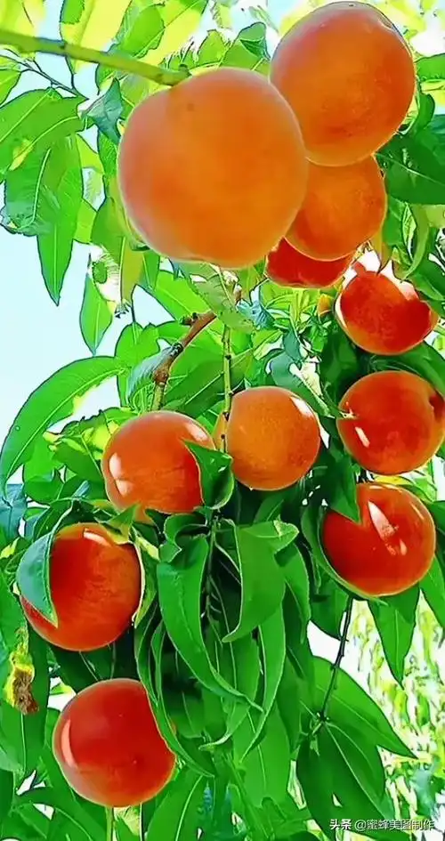 亲爱的朋友,如果您也喜欢大自然美景,花卉植物,各种蔬果,花鸟,青山